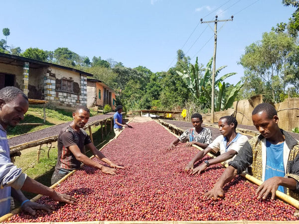 Ethiopia | Yirgacheffe Aricha