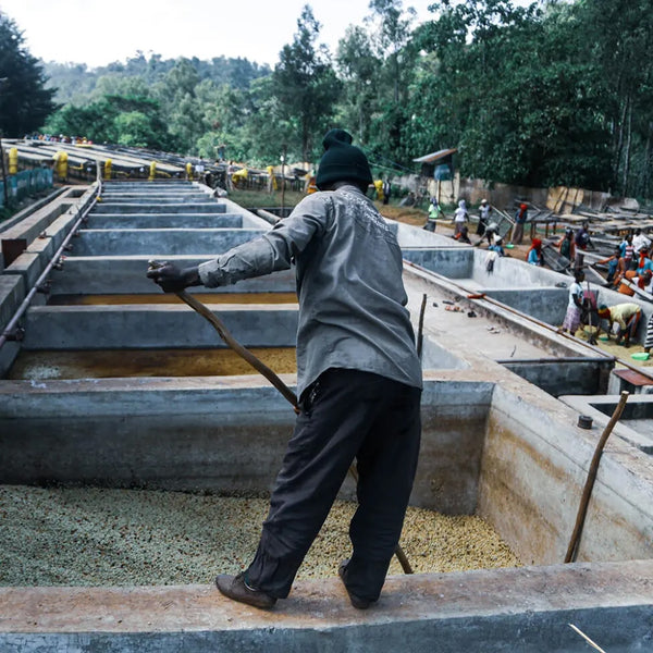 Ethiopia | Yirgacheffe Aricha